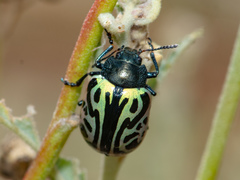 Calligrapha mexicana