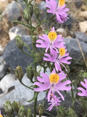 Schizanthus hookeri