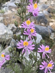 Schizanthus hookeri