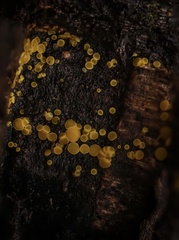 Calycina claroflava