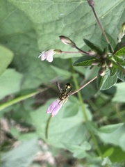 Ropalidia ornaticeps