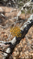 Teloschistes exilis