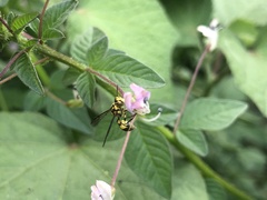 Ropalidia ornaticeps