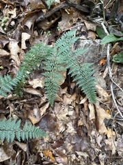 Myriopteris alabamensis