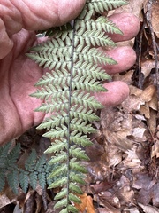 Myriopteris alabamensis