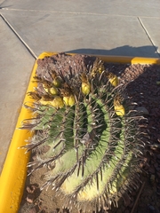 Ferocactus