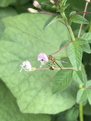Ropalidia ornaticeps