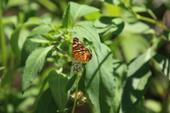 Anthanassa frisia