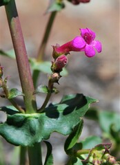 Penstemon clevelandii clevelandii