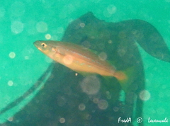 Pollachius pollachius
