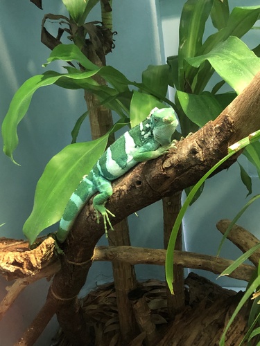 Central Fijian Banded Iguana, Brachylophus bulabula