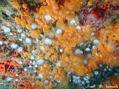 Stolonica socialis