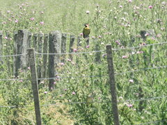 Colaptes melanochloros