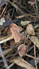 Psathyrella bipellis