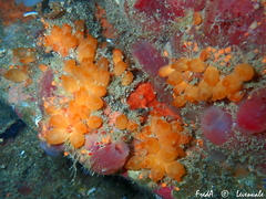 Stolonica socialis