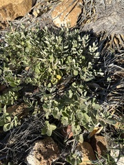 Mandevilla macrosiphon