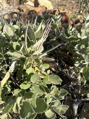 Mandevilla macrosiphon