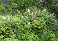 Sorbaria sorbifolia