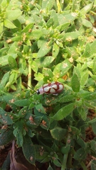 Omophoita magniguttis