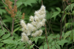 Sorbaria sorbifolia