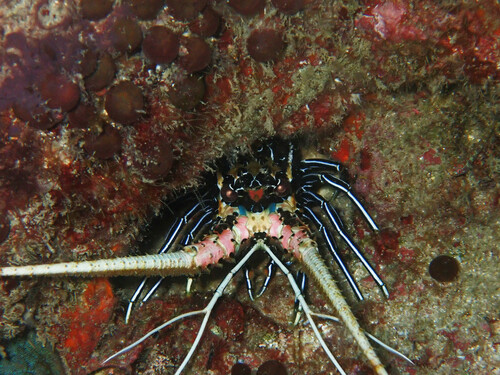 Painted Spiny Lobster (Panulirus versicolor)