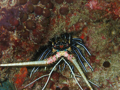 Panulirus versicolor