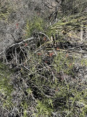 Anisacanthus linearis