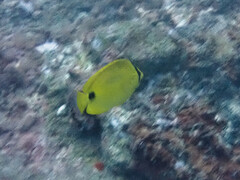 Chaetodon andamanensis