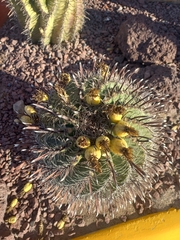 Ferocactus