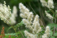 Sorbaria sorbifolia