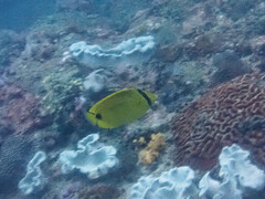 Chaetodon andamanensis