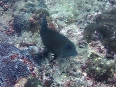 Acanthuridae