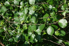 Betula divaricata