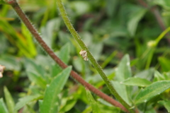 Eublemma roseana
