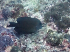 Acanthuridae
