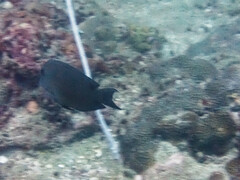 Acanthuridae