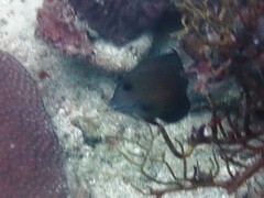 Acanthuridae