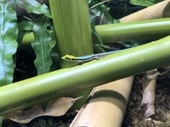 Phelsuma klemmeri