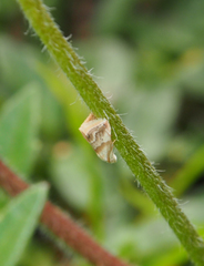 Eublemma roseana