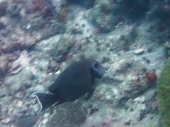 Acanthurus tristis