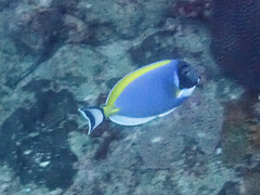 Acanthurus leucosternon