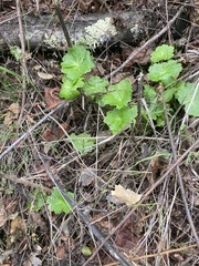 Hydrocotyle laxiflora