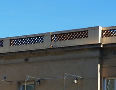 Falco tinnunculus