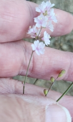 Boerhavia xantii