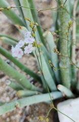 Boerhavia xantii