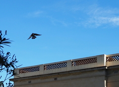Falco tinnunculus