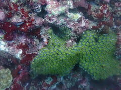 Galaxea fascicularis