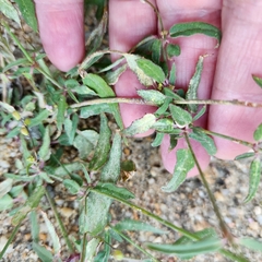 Boerhavia xantii