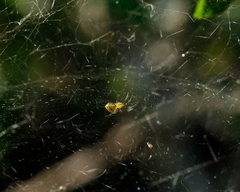 Mecynogea lemniscata