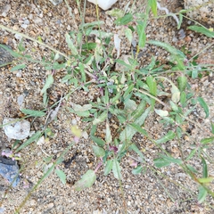 Boerhavia xantii